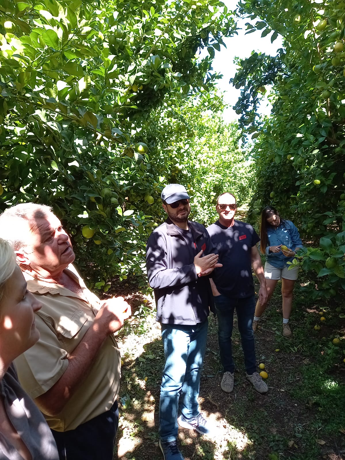 foto portada limoneros sudáfrica